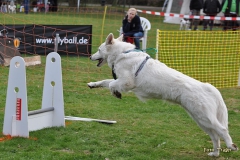 1. Lauf NDS Flyball Cup 2013