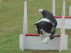 border-collie