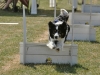 border-collie2